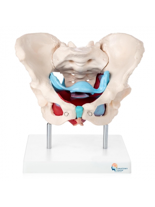 Male pelvis model myaskro